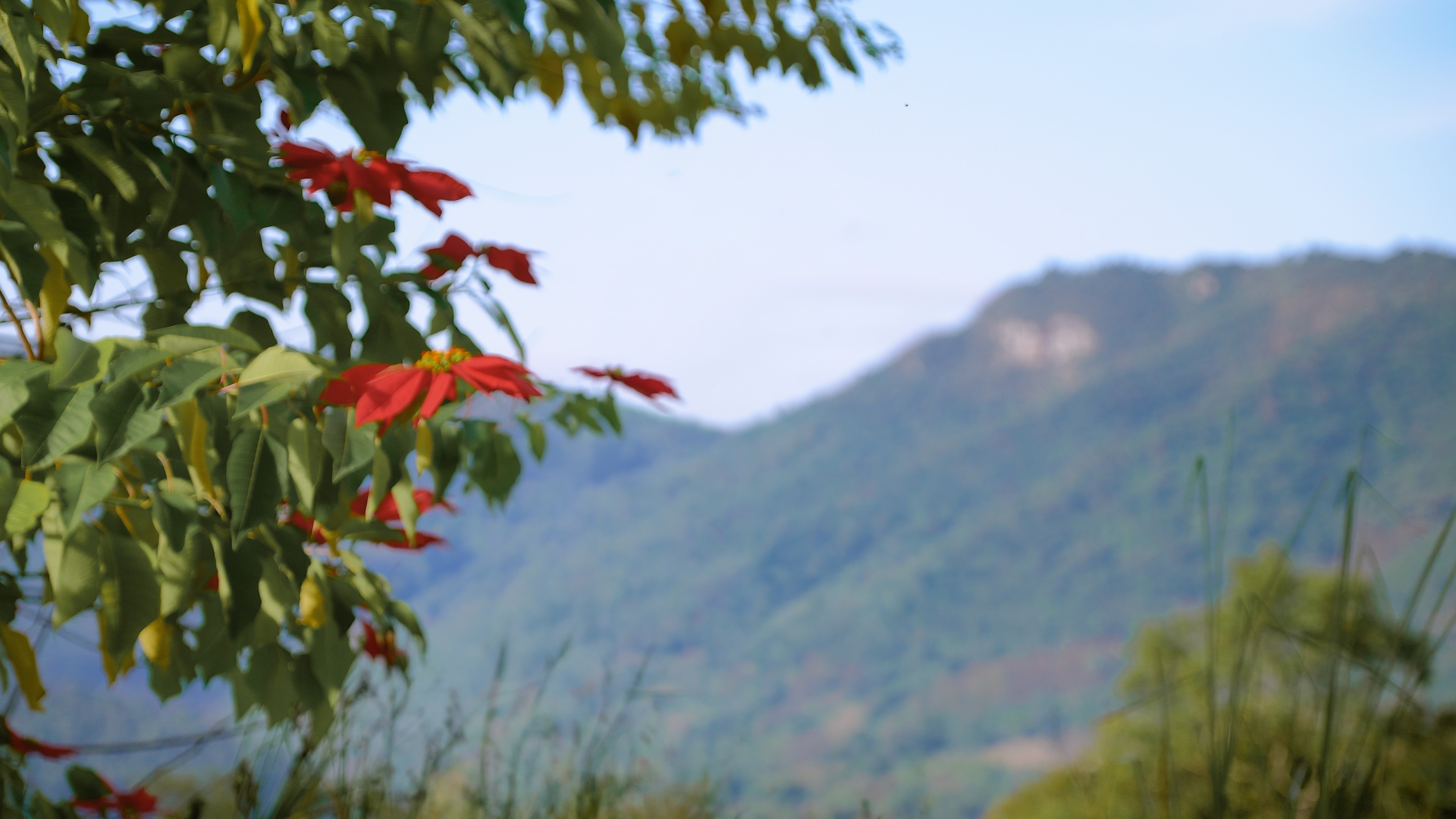 Flores vermelhas em primeiro plano com montanhas ao fundo